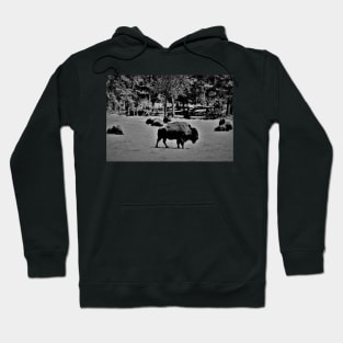 Buffalo's of P.E.I. Hoodie